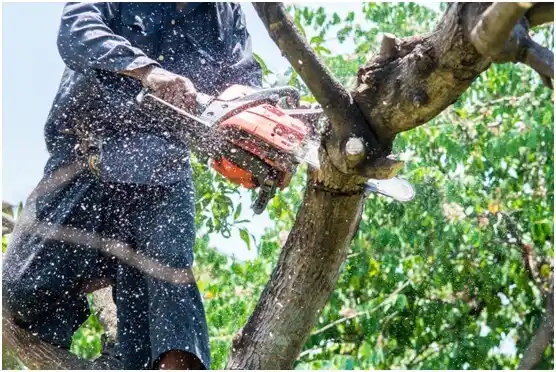 tree services Society Hill